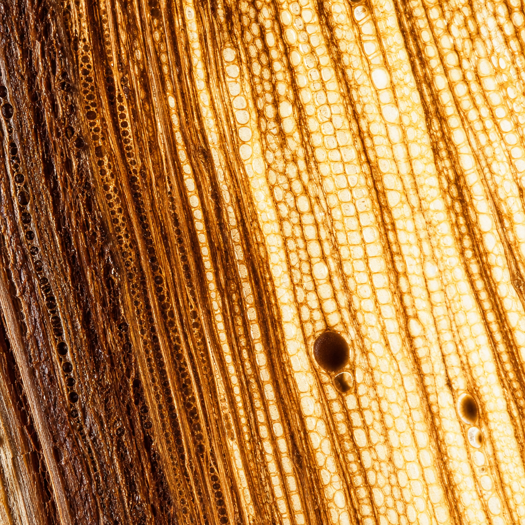 Detailed wood grain and cellular structure of wooden insulator material