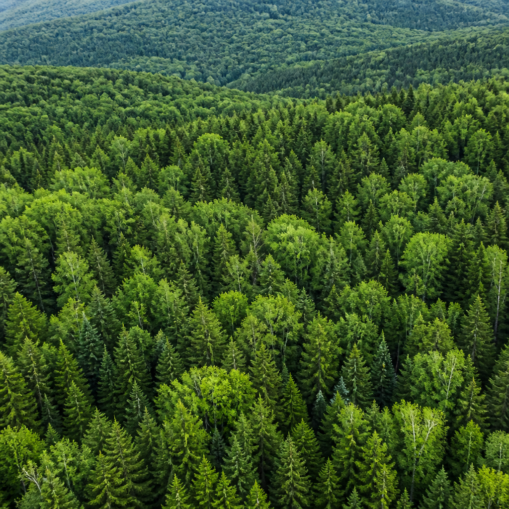 Overhead view of Vermont forest showing diverse tree canopy and sustainable woodland
